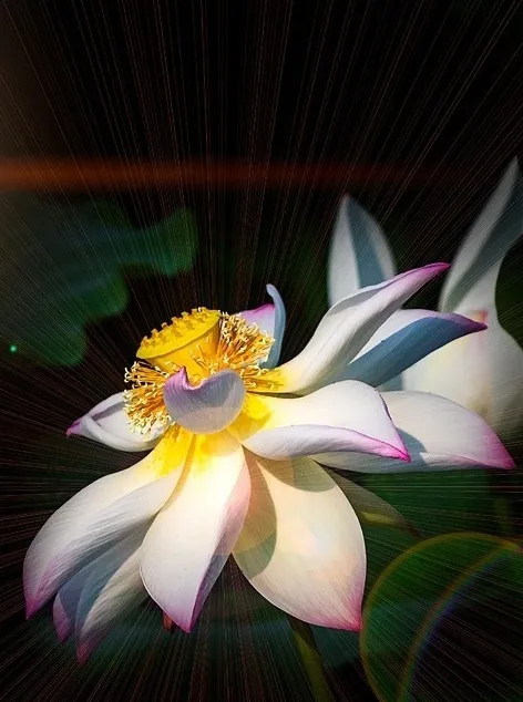 菡萏■万般风情皆为你，“荷”不开心一夏？