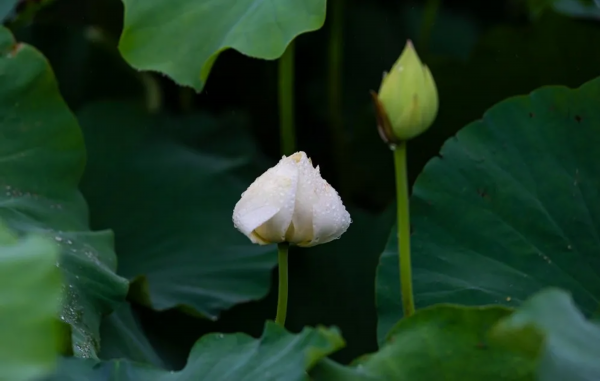 菡萏■万般风情皆为你，“荷”不开心一夏？