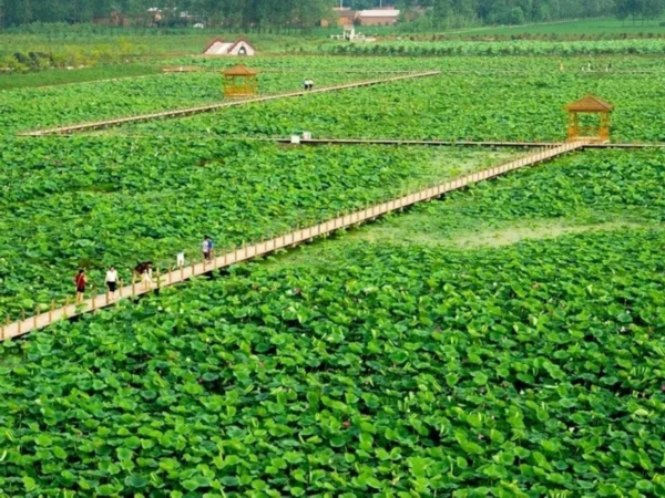 菡萏■万般风情皆为你，“荷”不开心一夏？