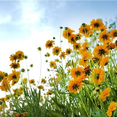 金银■花都开好了！快来向着“幸福”出发！