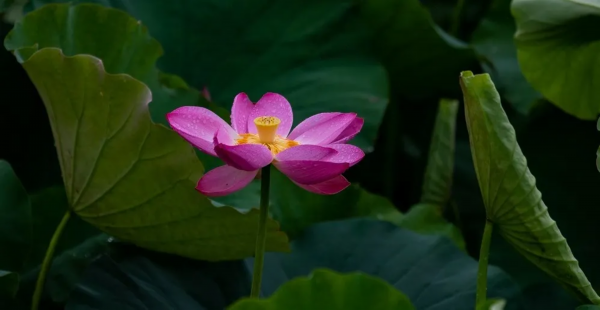 菡萏■万般风情皆为你，“荷”不开心一夏？