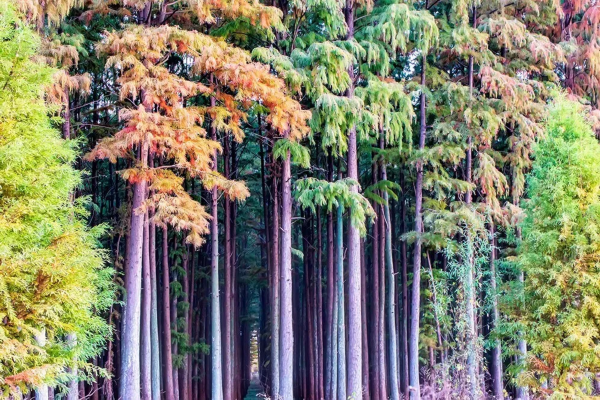 池杉■听，那段杉情往事！