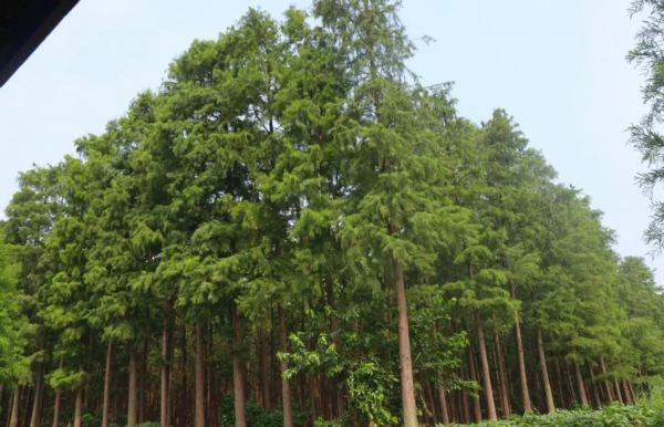 池杉■听，那段杉情往事！