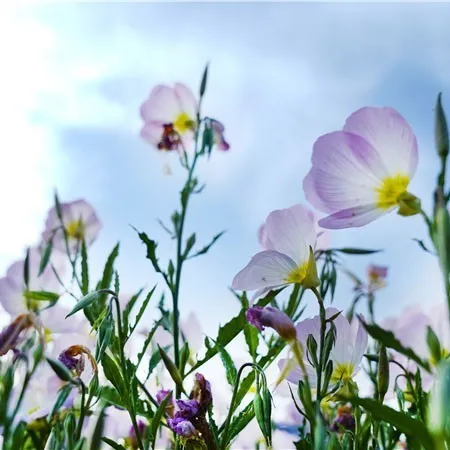 金银■花都开好了！快来向着“幸福”出发！