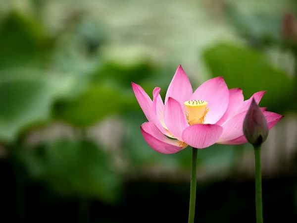 菡萏■万般风情皆为你，“荷”不开心一夏？