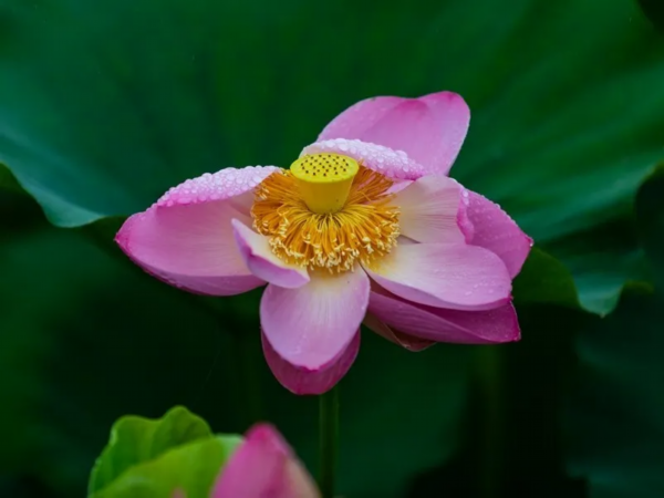 菡萏■万般风情皆为你，“荷”不开心一夏？