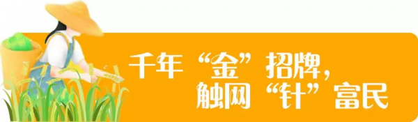 宿豫■忘不了的味道~丁嘴金针菜的“前世今生”