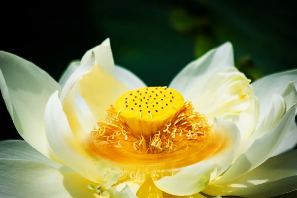 菡萏■万般风情皆为你，“荷”不开心一夏？