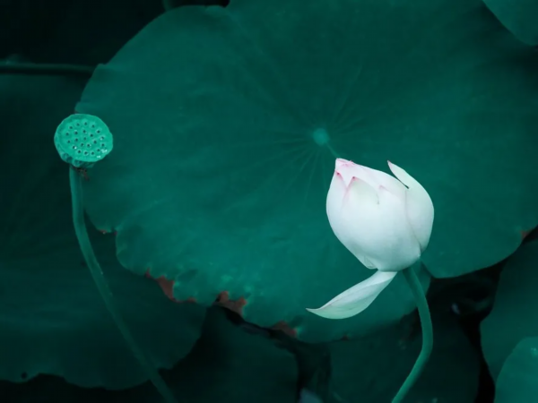 菡萏■万般风情皆为你，“荷”不开心一夏？
