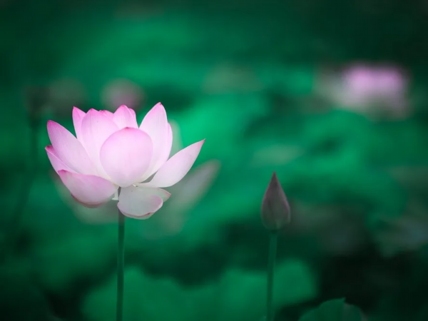 菡萏■万般风情皆为你，“荷”不开心一夏？