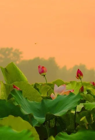 菡萏■万般风情皆为你，“荷”不开心一夏？