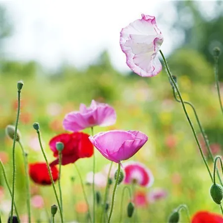 金银■花都开好了！快来向着“幸福”出发！
