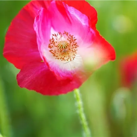 金银■花都开好了！快来向着“幸福”出发！