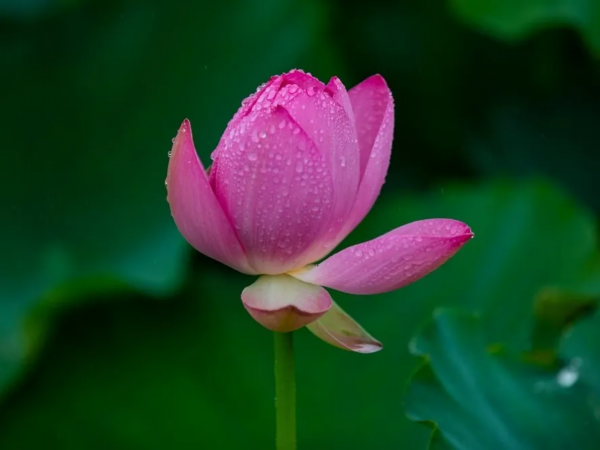 菡萏■万般风情皆为你，“荷”不开心一夏？