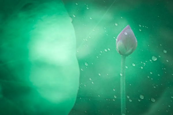 菡萏■万般风情皆为你，“荷”不开心一夏？
