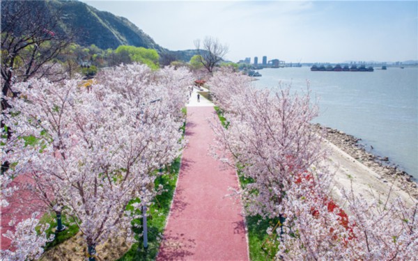 幕燕滨江风光带的"樱花大道" 郑超 摄