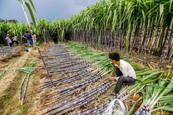 录取通知书■汇合南大,共襄盛举!南京大学录取通知书为脱贫攻坚带货