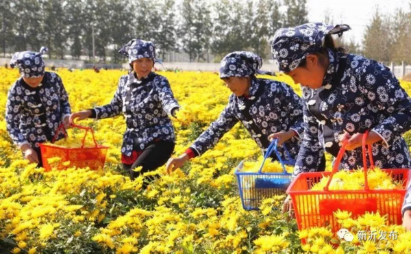 种植■农民致富“花”样多