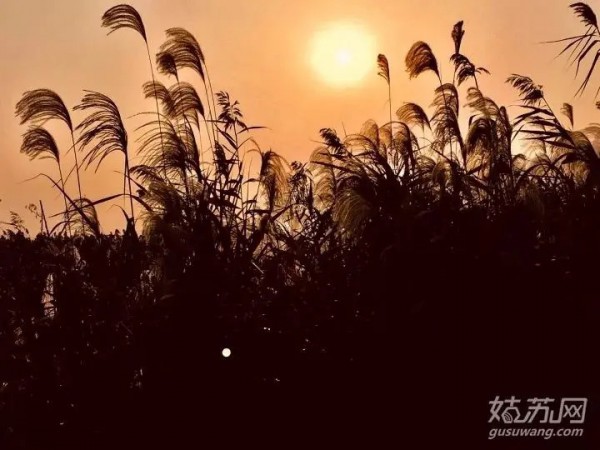 东沙湖■即将开通的苏州5号线，究竟有什么好玩的？