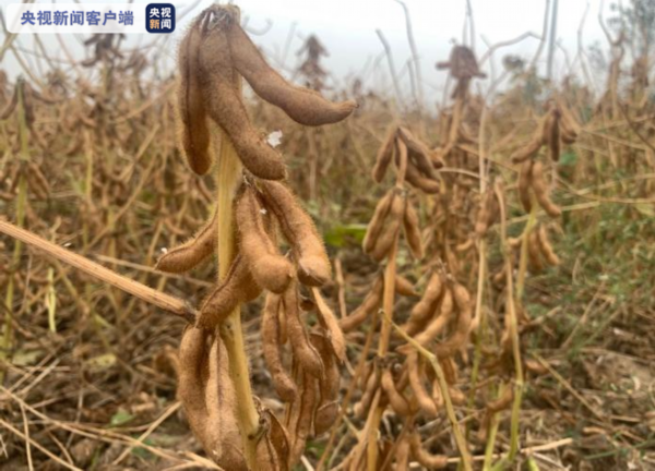 机械|山东300万亩大豆迎来丰收 大规模机械作业展开