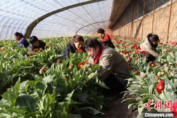义县七里河镇七里河村花卉种植项目，股民们正在为扶郎花打叶。义县县委宣传部供图