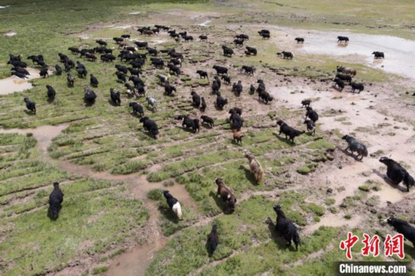 那曲为西藏传统牧业地区，不少高校毕业生创业也依托牧业进行，图为那曲牦牛群。(资料图) 江飞波 摄