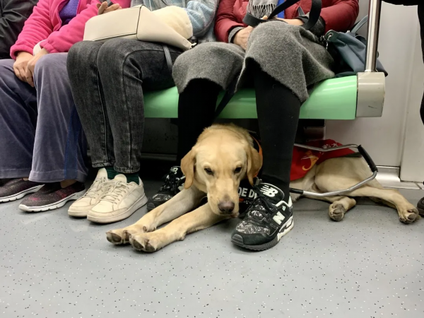 苏州首只导盲犬上岗啦 地铁里遇到 小麦 可别紧张哦 荔枝新闻