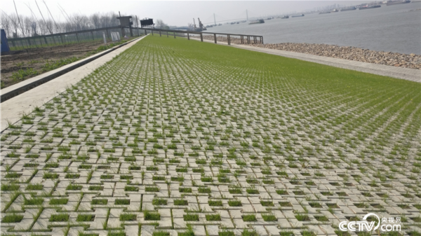 生态护岸工程(图片源自长江航道局官网)