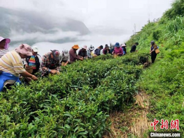 西藏墨脱茶园飘香茶农采摘春茶正忙