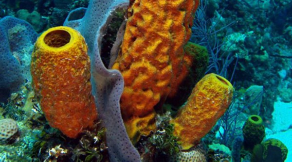 海绵化石|地球最古老动物或为8.9亿年前的海绵，比已知早3.5亿年