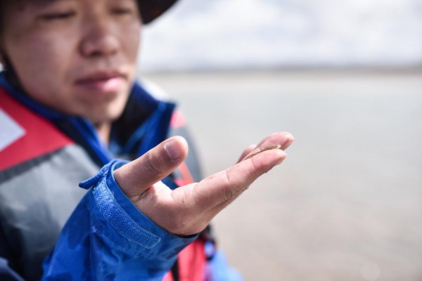 人工繁殖试验|世界海拔分布最高关键鱼种首次实现规模化人工繁殖