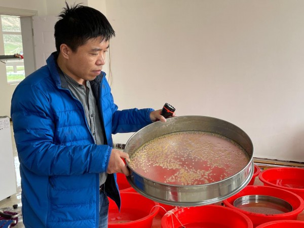 人工繁殖试验|世界海拔分布最高关键鱼种首次实现规模化人工繁殖