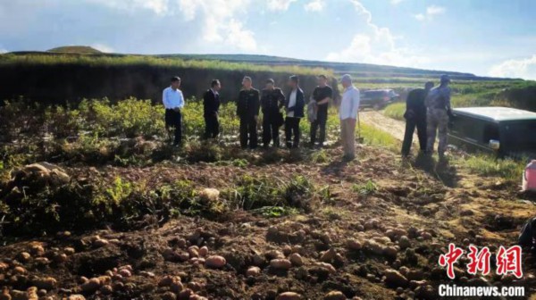从&ldquo;土里刨食&rdquo;到&ldquo;土里刨金&rdquo;：青海红洋芋成乡村振兴&ldquo;金钥匙&rdquo;