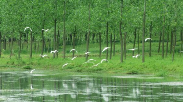 泗阳：创国家森林城市 打造千里运河最美县