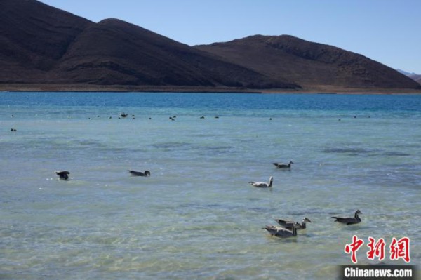 图为过冬的候鸟在羊湖游弋。　冉文娟 摄