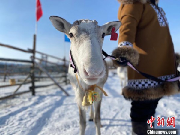 中国最后一支使鹿部落:新年是开启小康生活的每一天