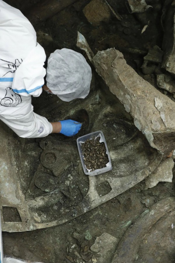 清理大面具鼻腔内海贝。余嘉 摄