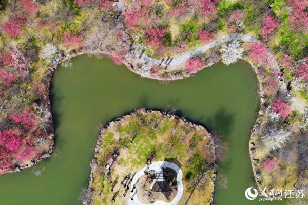 扬州瘦西湖湖上梅林美景。孟德龙摄