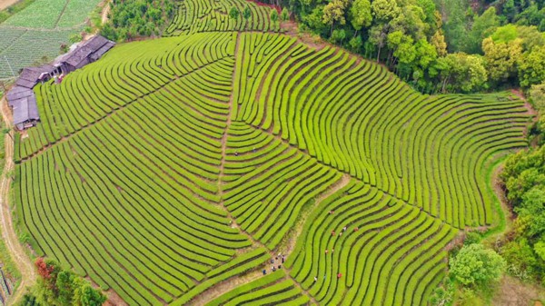 茶旅融合助力乡村振兴。 龚德涛摄