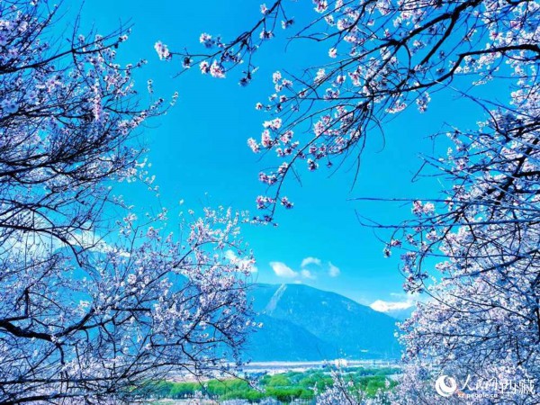 桃花在蓝天白云的映衬下分外好看。人民网 李海霞摄