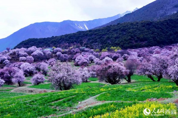 一树树野桃花开得正艳。人民网 李海霞摄