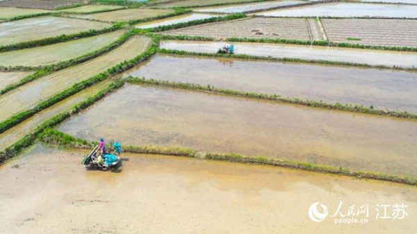 高淳区青枫镇插秧机在水田里穿梭作业。徐平平摄