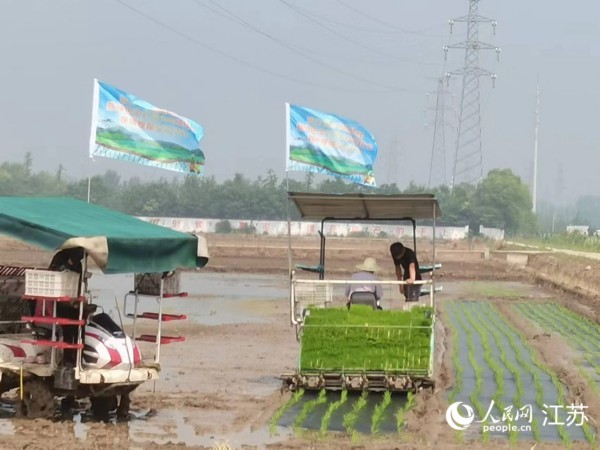 浦口区桥林街道兰花塘高标准农田种植区开展插秧作业。高金军摄