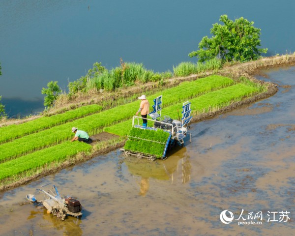 江宁区民主村5000多亩稻田开展插秧工作。江融宣摄