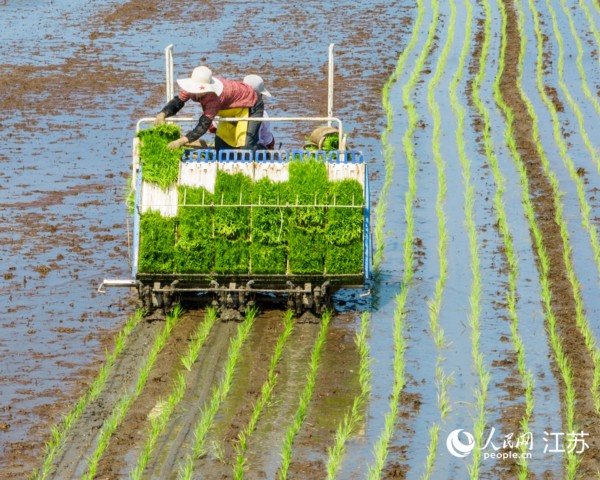 插秧机把秧苗整齐地植入水田。江融宣摄