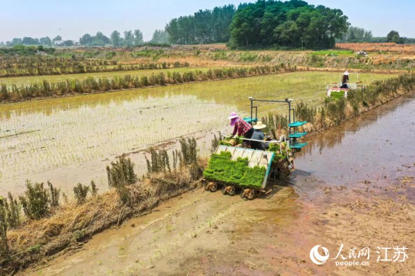 高淳区青枫镇插秧机正在作业。傅志伟摄