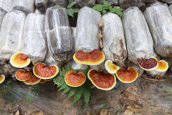 广昌县旴江林场里种植的香樟芝。 澎湃新闻记者 刘清香 图