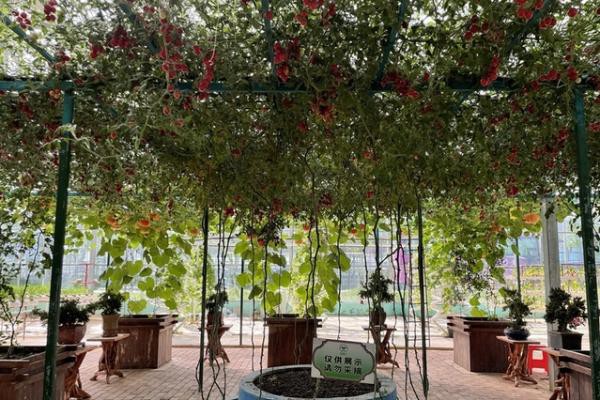 吉安县示范农业。 江西新闻客户端 供图