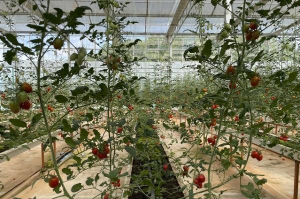 吉安县示范农业。 江西新闻客户端 供图