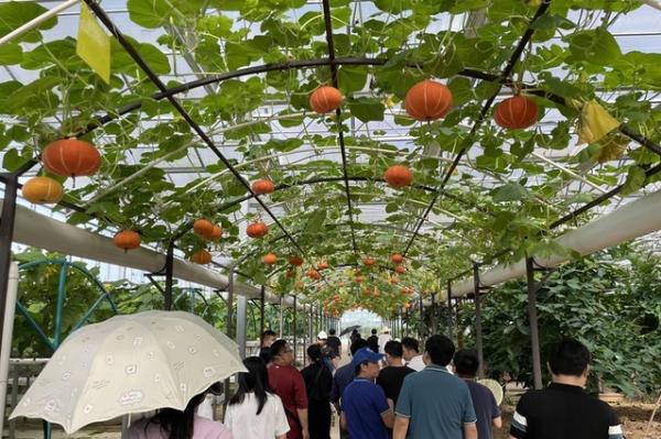 吉安县示范农业。 江西新闻客户端 供图